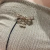 Chanel Brooch Coco Mark Ribbon Motif Golden Gold-plated